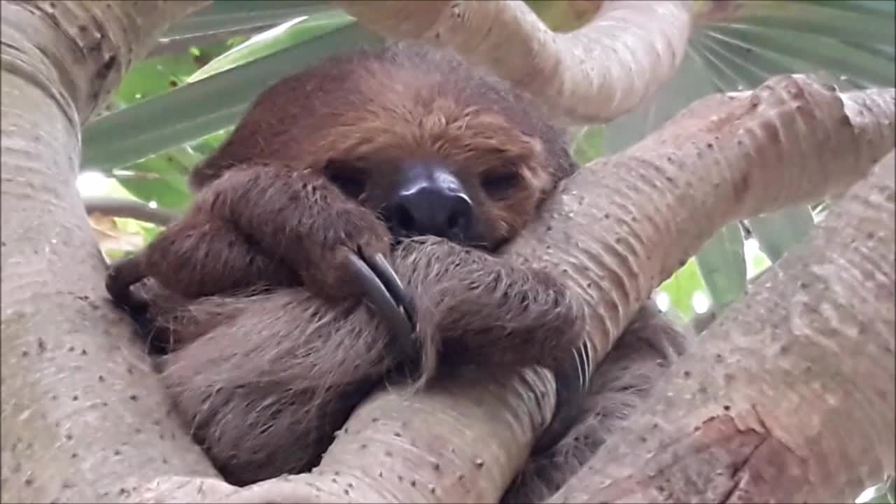 cute little sloth