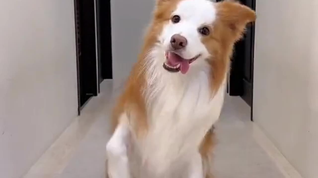 Beautiful dog