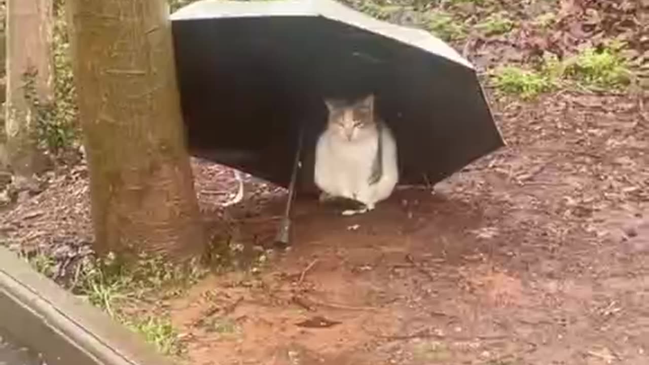 Thank the kind person for giving the umbrella to the cat.