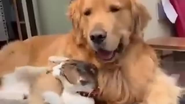 Cat has a great unexcepted friendship with dog