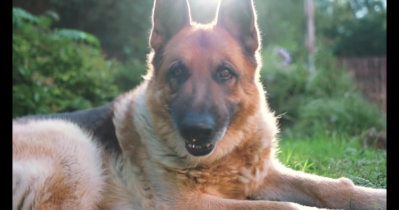 #HD video # Shepherd Dog