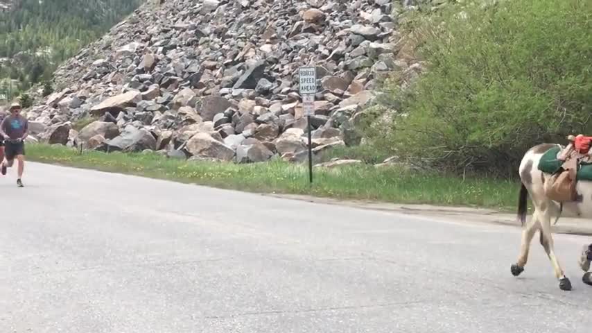 People Run Alongside Donkeys in Race