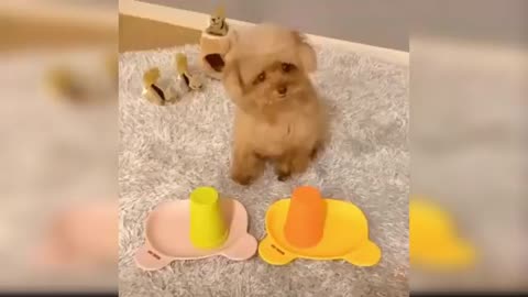 Baby Dogs - Cute and Funny Dog Videos Compilation #20 | Aww Animals