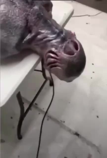 Ciekawostka Alien'owo UFO'logiczna 2023-04-29 (opis czytaj)