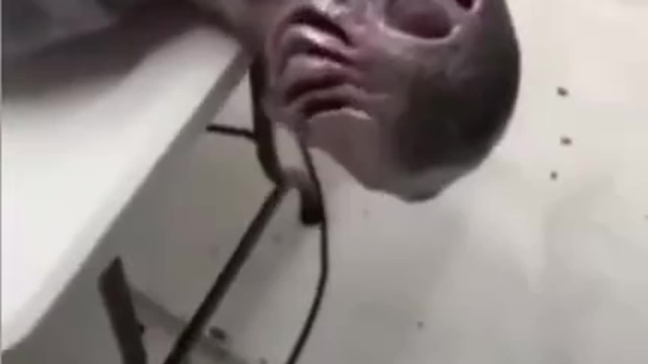 Ciekawostka Alien'owo UFO'logiczna 2023-04-29 (opis czytaj)