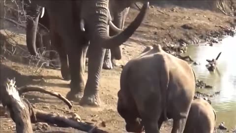 Herd Of Elephants Rescues Baby Monkey From Leopard Hunting - Elephant vs Lion, Rhino, Crocodile