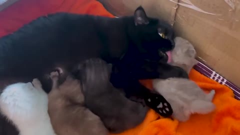 mom cat biting baby kitten