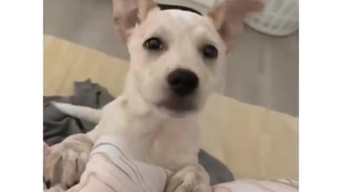 Funny Animal Videos