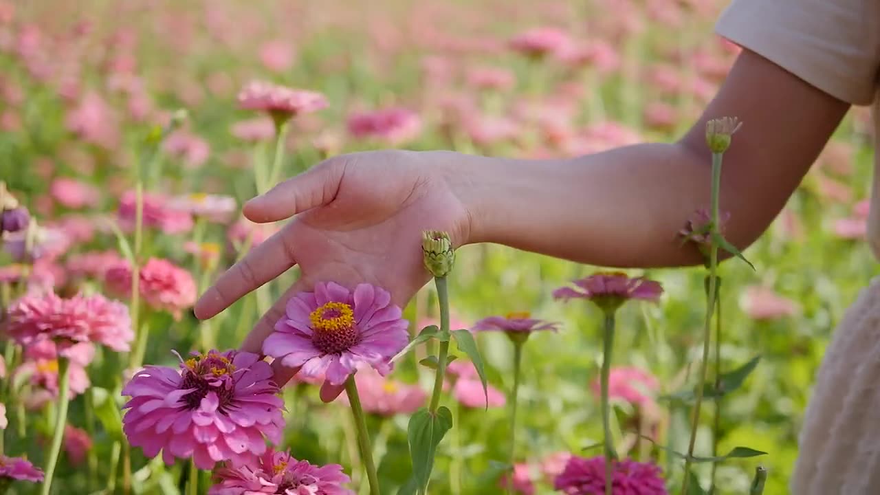 Woman Takes Time to Walk Through Field of Flowers