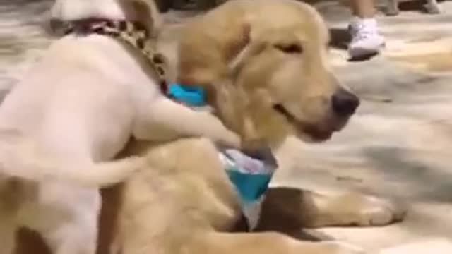 Golden retriever playing with puppy