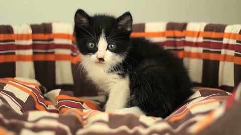 The cat on the sofa