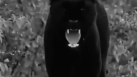 Viral vedio.