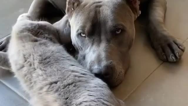 dogs getting friendly with the kitty Follow our friends dogs for more cute photos!