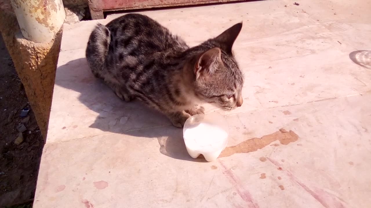 The rescued cute and little Cat drinking milk