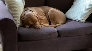 Pup Snores After a Long Day