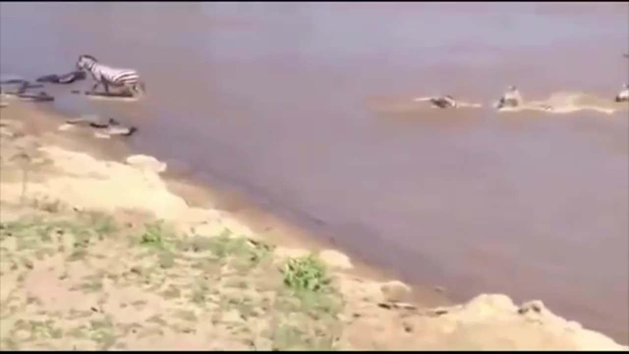 Crocodile attacks on other animals in Africa 2023