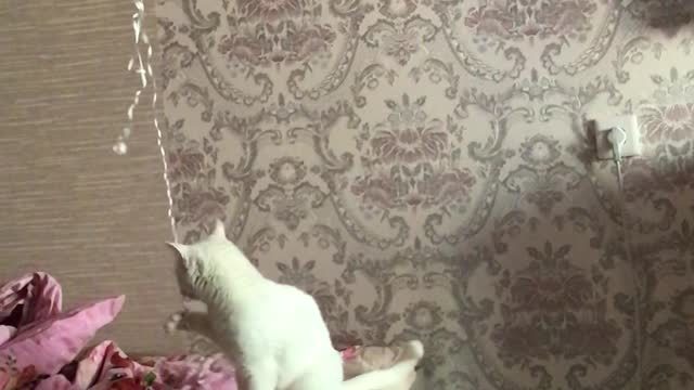 cat playing with balloons