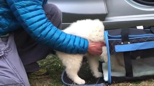funny & cute animals