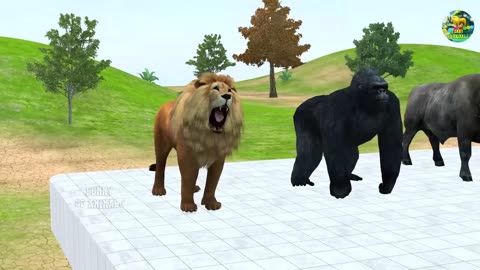 Funny Animal Videos