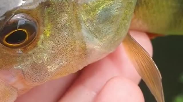 perch number 4
