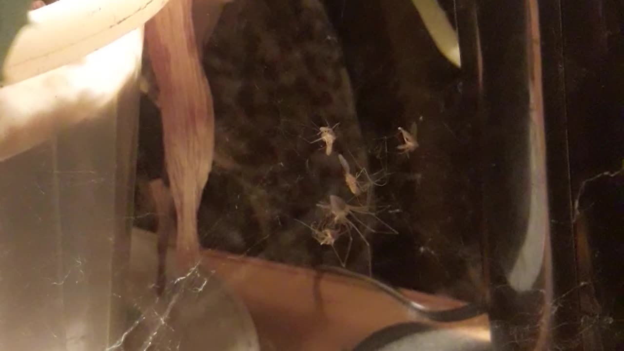 Spider Donald is growing