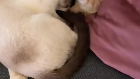 The tenderness of cats is like the tenderness of a mother