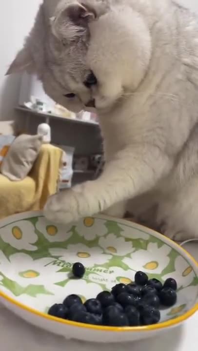 Shorts - Kitten, Blueberry