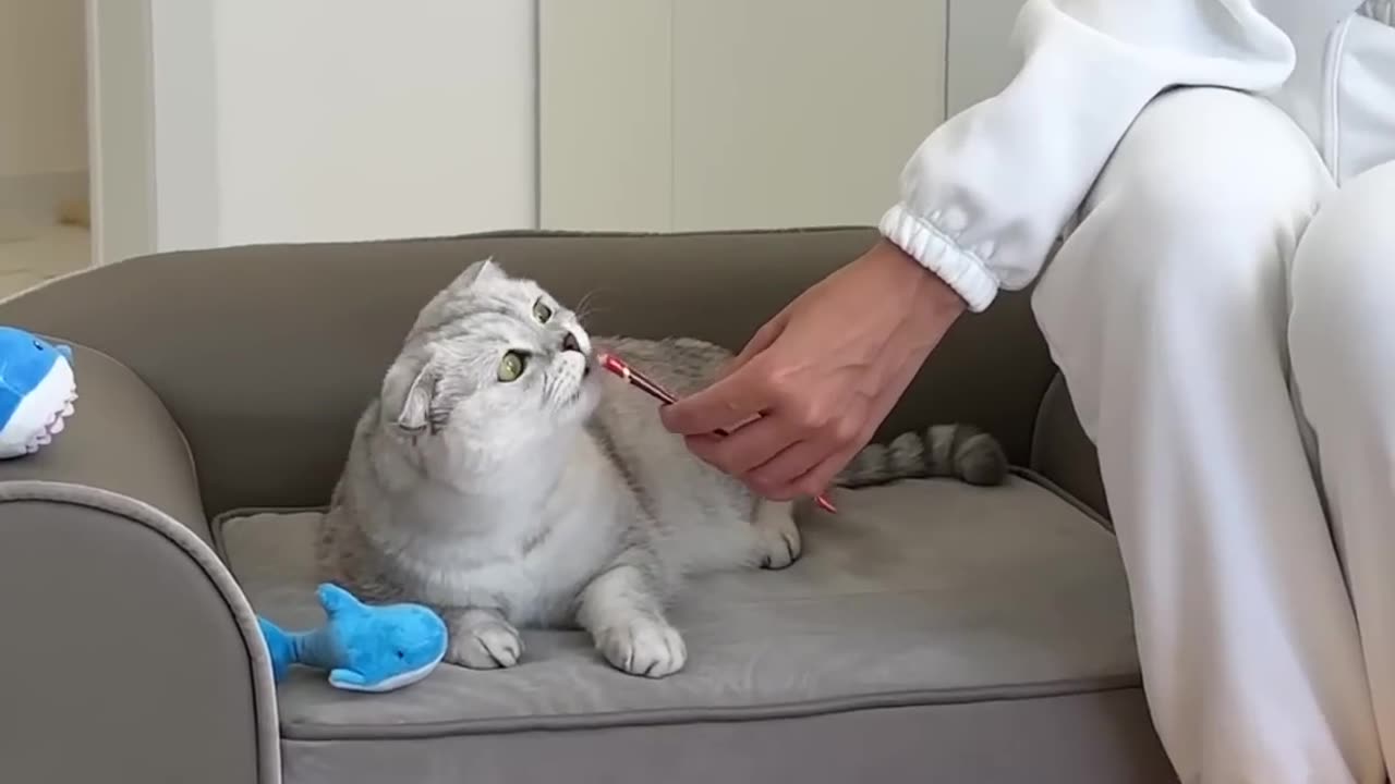 Cat 😺😺🤩😂🤣cats 😁