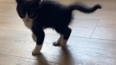 A jumping kitten