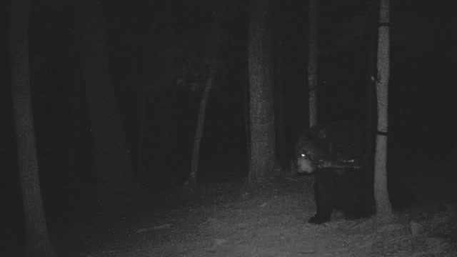 The Woods - 07/31/2021 Bear 1