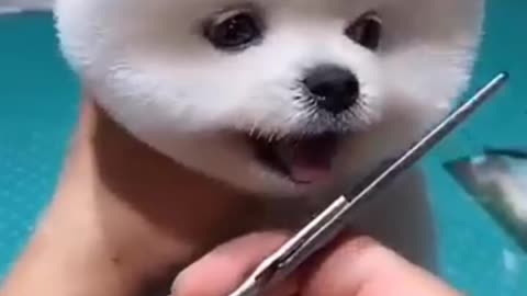 Cute little dog training