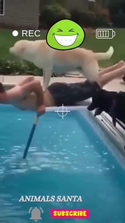 Doggo’s just trying to help - funny dog
