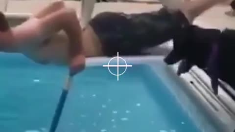 Doggo’s just trying to help - funny dog