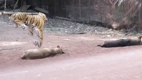 Fake Lion and Fake Tiger Prank To dog & Huge Box Prank to dog So Funny