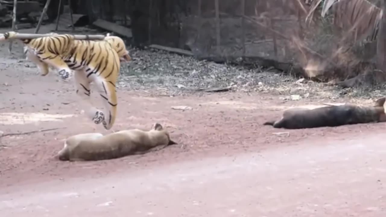 Fake Lion and Fake Tiger Prank To dog & Huge Box Prank to dog So Funny