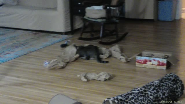 Frankie likes to play with the fish and jump around in packing paper