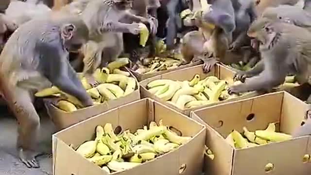 Hungry Monkeys