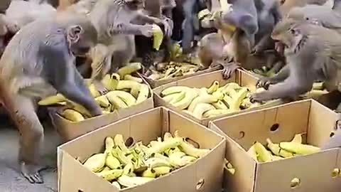 Hungry Monkeys