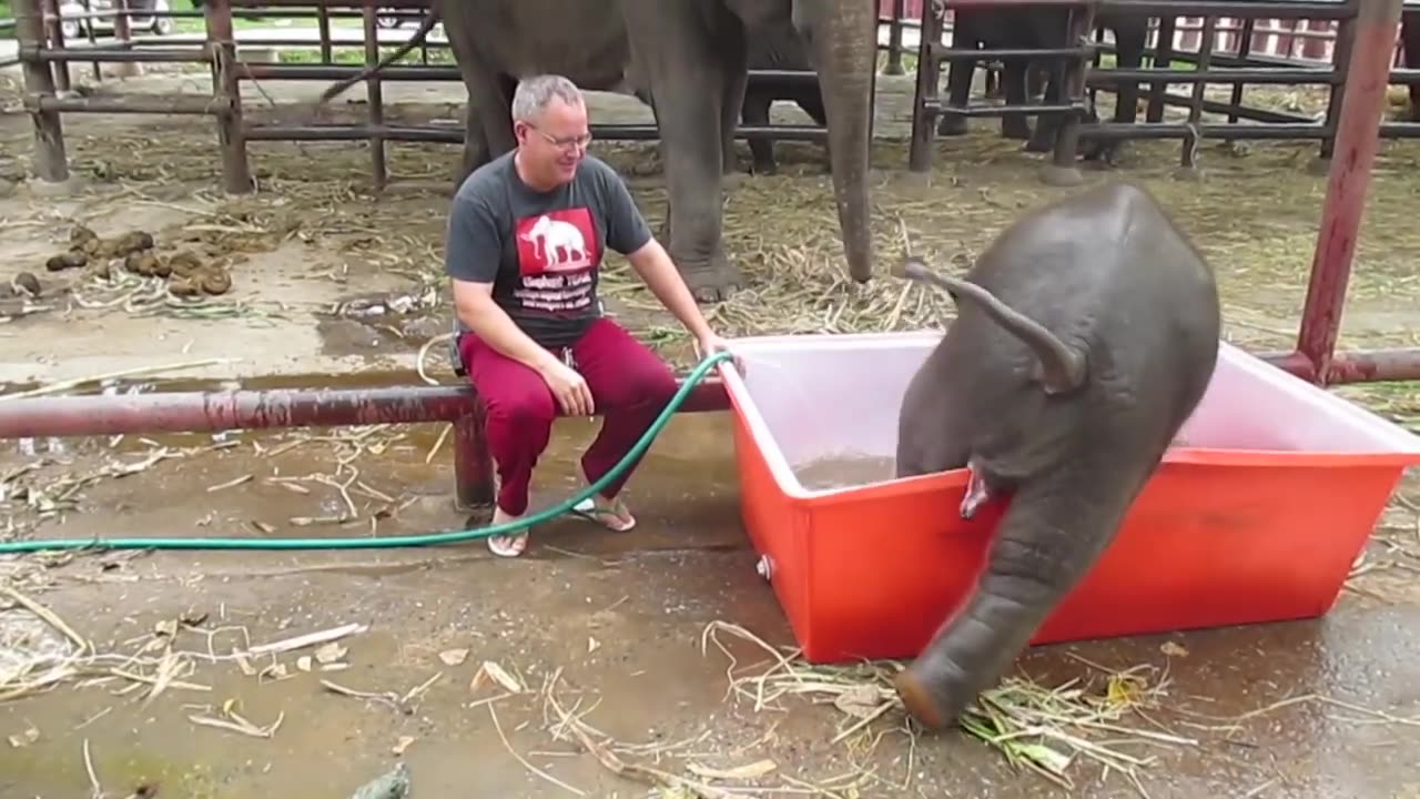 Baby Elephant Bathing "Double trouble"