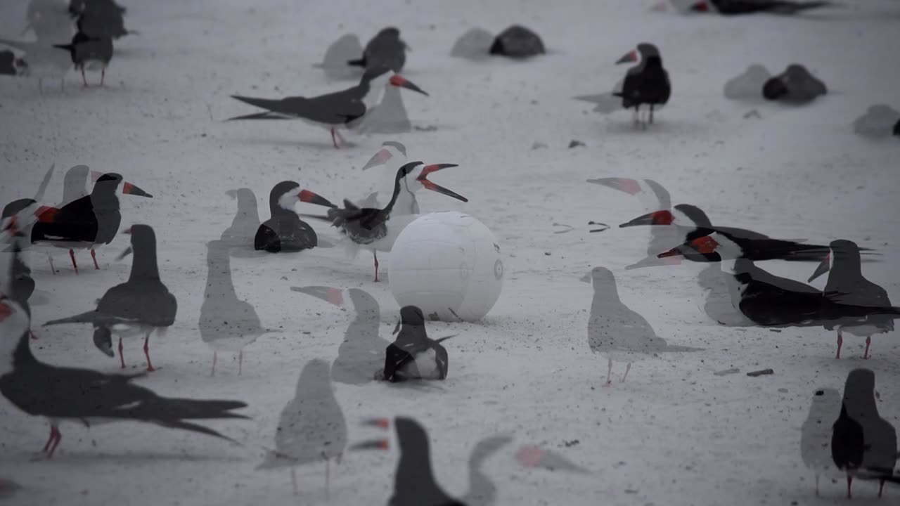 The Hazards of Beach Nesting