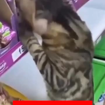FUNNY CAT VIDEO