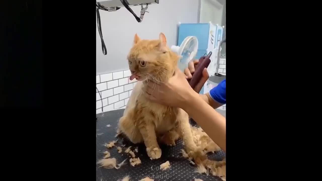Omg! So Cute Pets ♥ Cute Baby Animals & Funny Pets Video Compilation