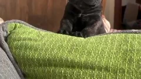 Mini bulldog