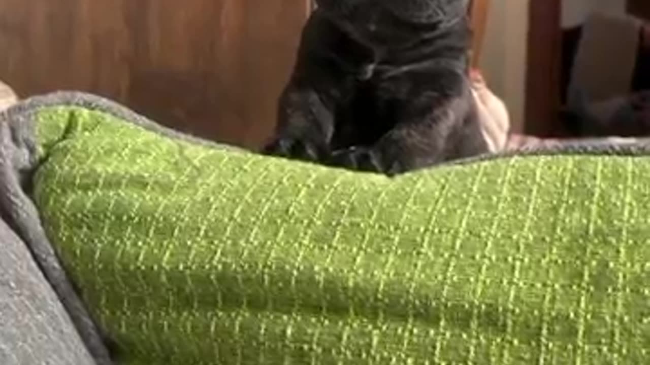 Mini bulldog