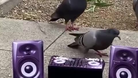 Funny pigeons dancing video |pigeons playing dj role |