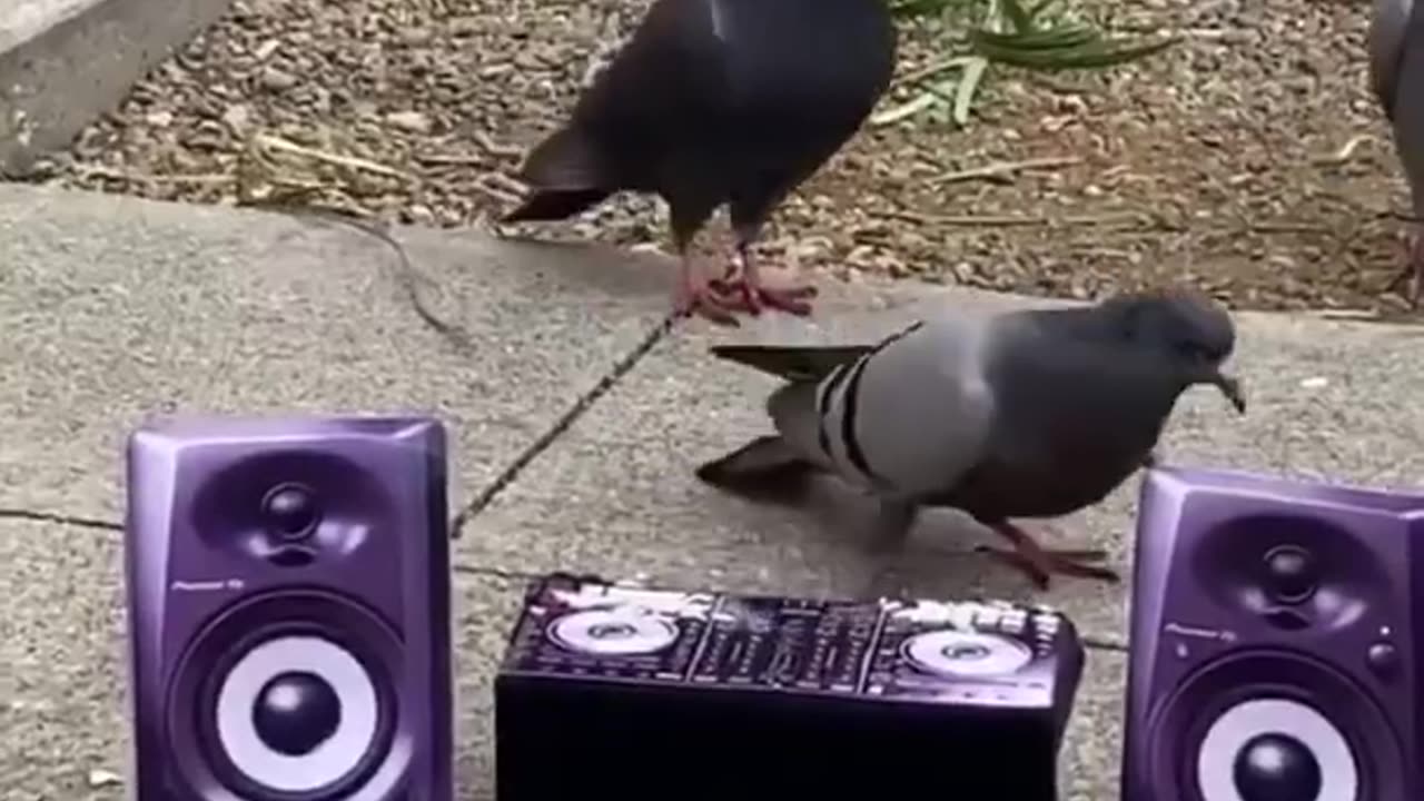 Funny pigeons dancing video |pigeons playing dj role |