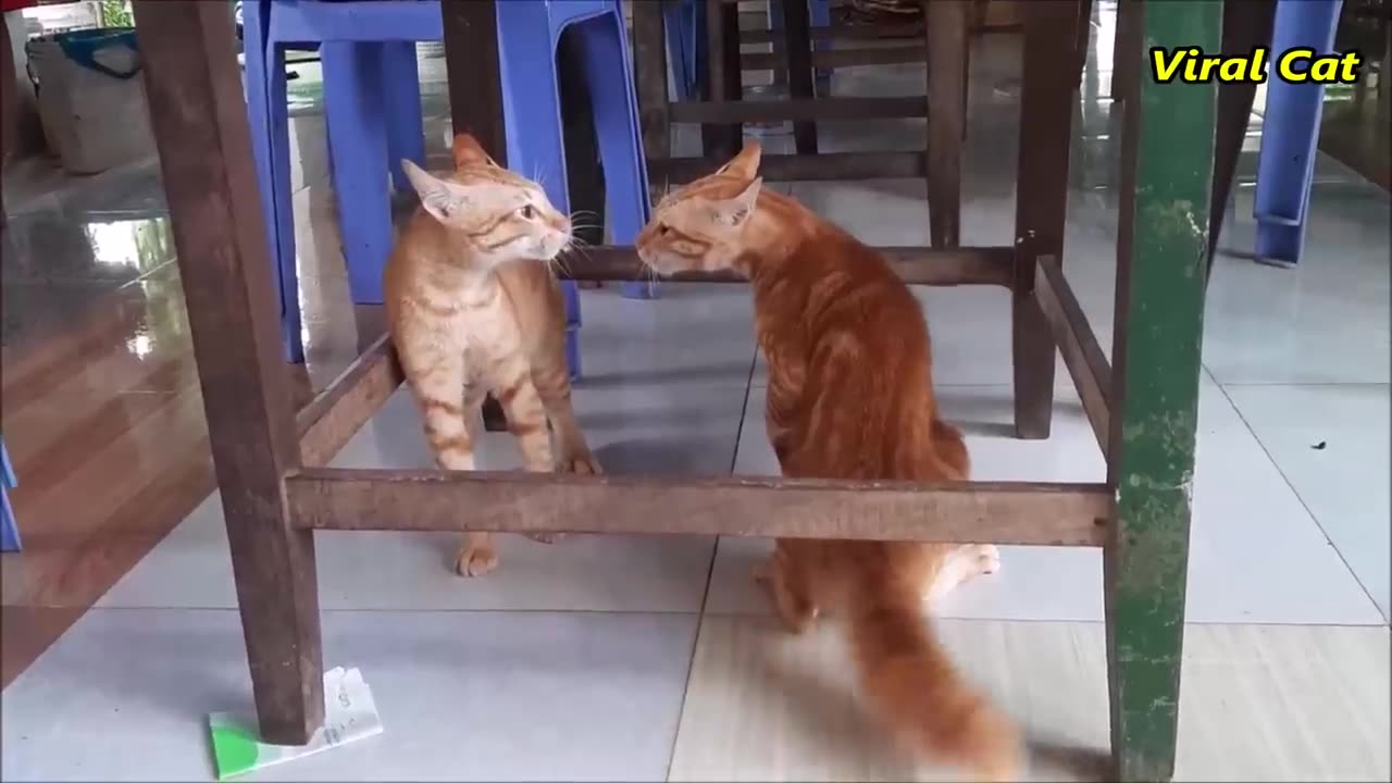 Funny cats | Cats fighting and meowing | these two are bloody brothers