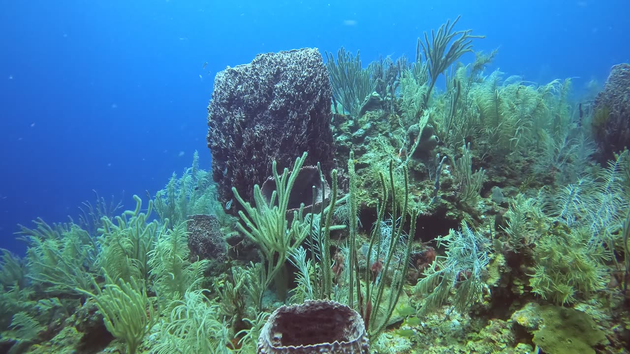 Barrel Sponges at Trick Ridge