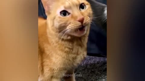 Funny Cat