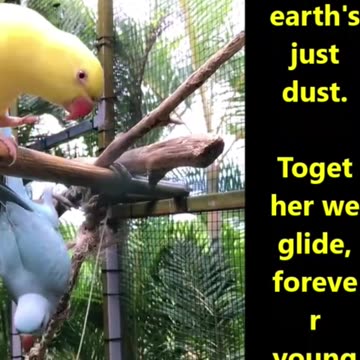 We Soar in Dreams (A Beautiful New Love Song)